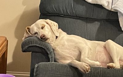 Hiring a New Virtual Assistant